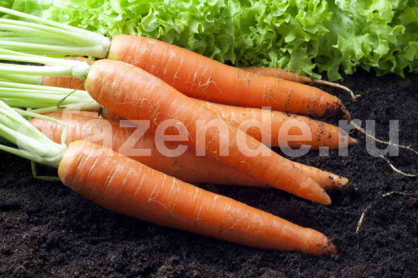 Когда убирать, как собрать и хранить морковь